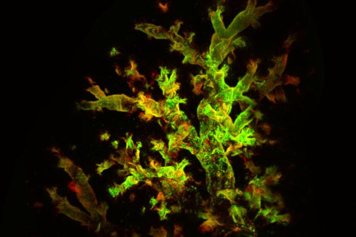 A fluorescent green and red image of the airways of a mouse lung.