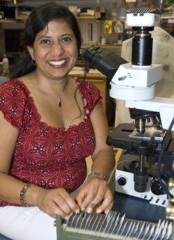 Indira Mysorekar, PhD, who studies fetal infections, teamed up with virologist Michael Diamond to develop mouse models of Zika virus infection during pregnancy.