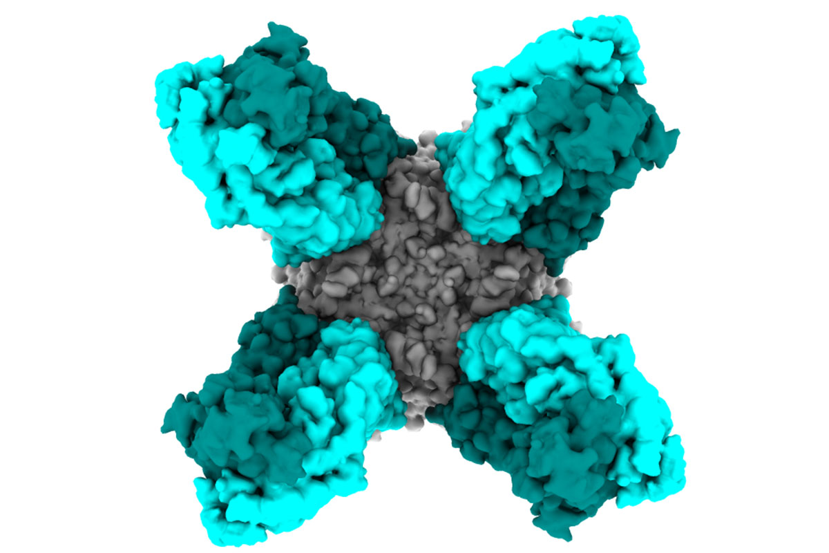 Antibodies protect against wide range of influenza B virus