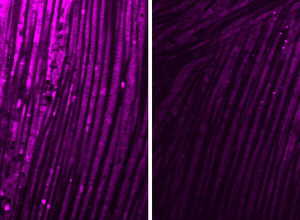 Two fluorescent images of fruit fly muscle with violet staining indicating how well mitochondria are producing energy. On the left is healthy muscle with bright stain. On the right is muscle exposed to IL-6 with weaker fluorescence.