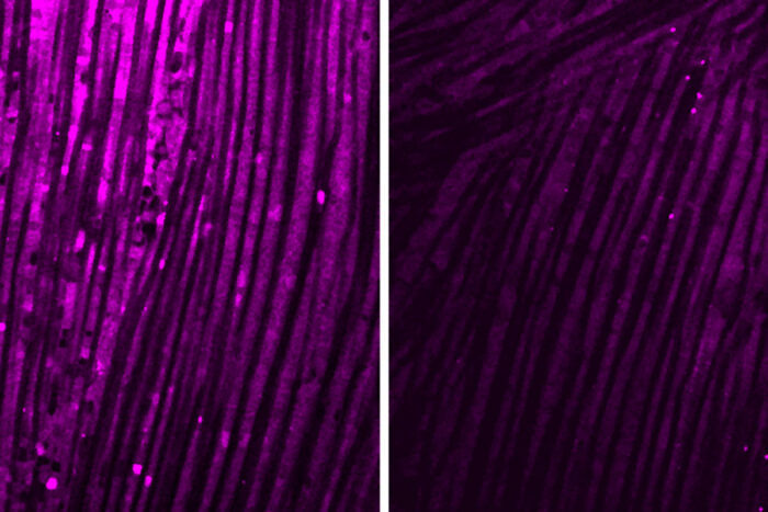 Two fluorescent images of fruit fly muscle with violet staining indicating how well mitochondria are producing energy. On the left is healthy muscle with bright stain. On the right is muscle exposed to IL-6 with weaker fluorescence.