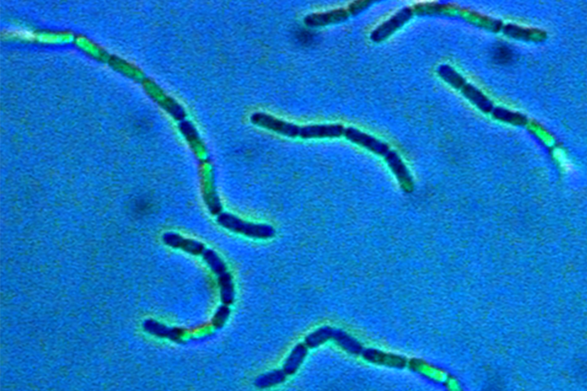 Lactobacillus Rhamnosus