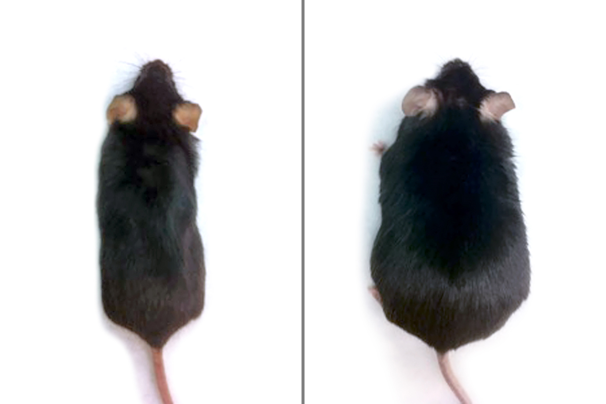 Obesity prevented in mice fed high-fat diet – Washington University School  of Medicine in St. Louis