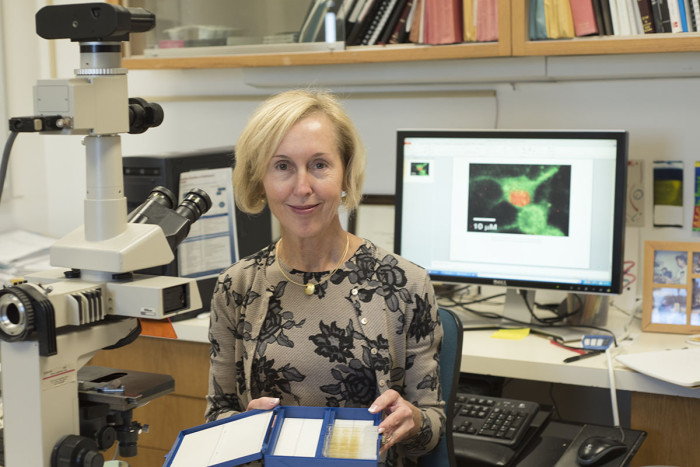 Karen O'Malley, PhD, led a team that discovered that in nerve cells, the location of receptors that transmit pain signals is important in how big or small a pain signal will be. O'Malley's computer screen shows receptors (orange) in the nucleus of a nerve cell that have been activated by a drug that targeted those nuclear receptors rather than receptors on the cell surface.