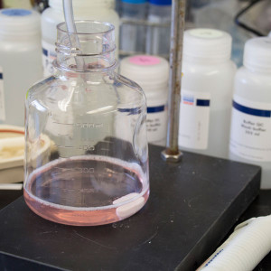 This flask holds Zika virus proteins that are being purified. Scientists at the School of Medicine are generating multiple Zika proteins to understand exactly how antibodies bind to the virus to shut down infection.