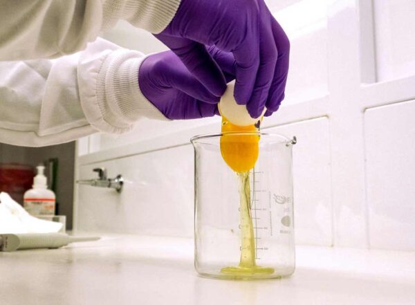 A person wearing PPE cracks a hen egg into a glass beaker