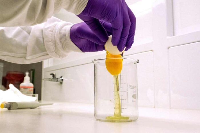 A person wearing PPE cracks a hen egg into a glass beaker