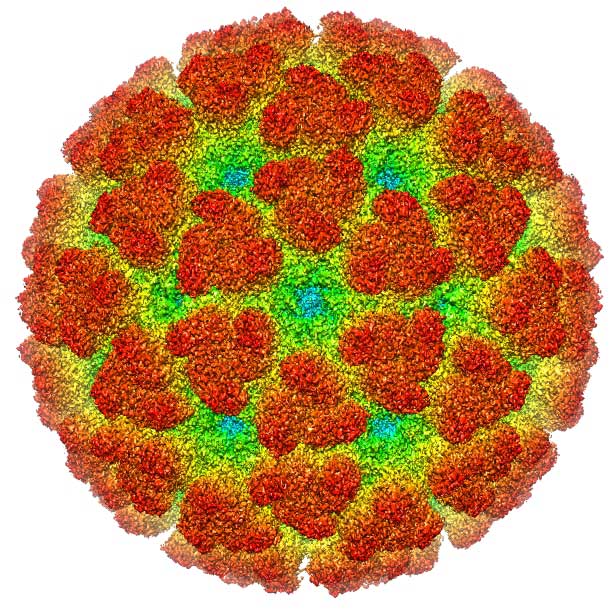 A cryoelectron microscopy reconstruction of the Chikungunya virus.