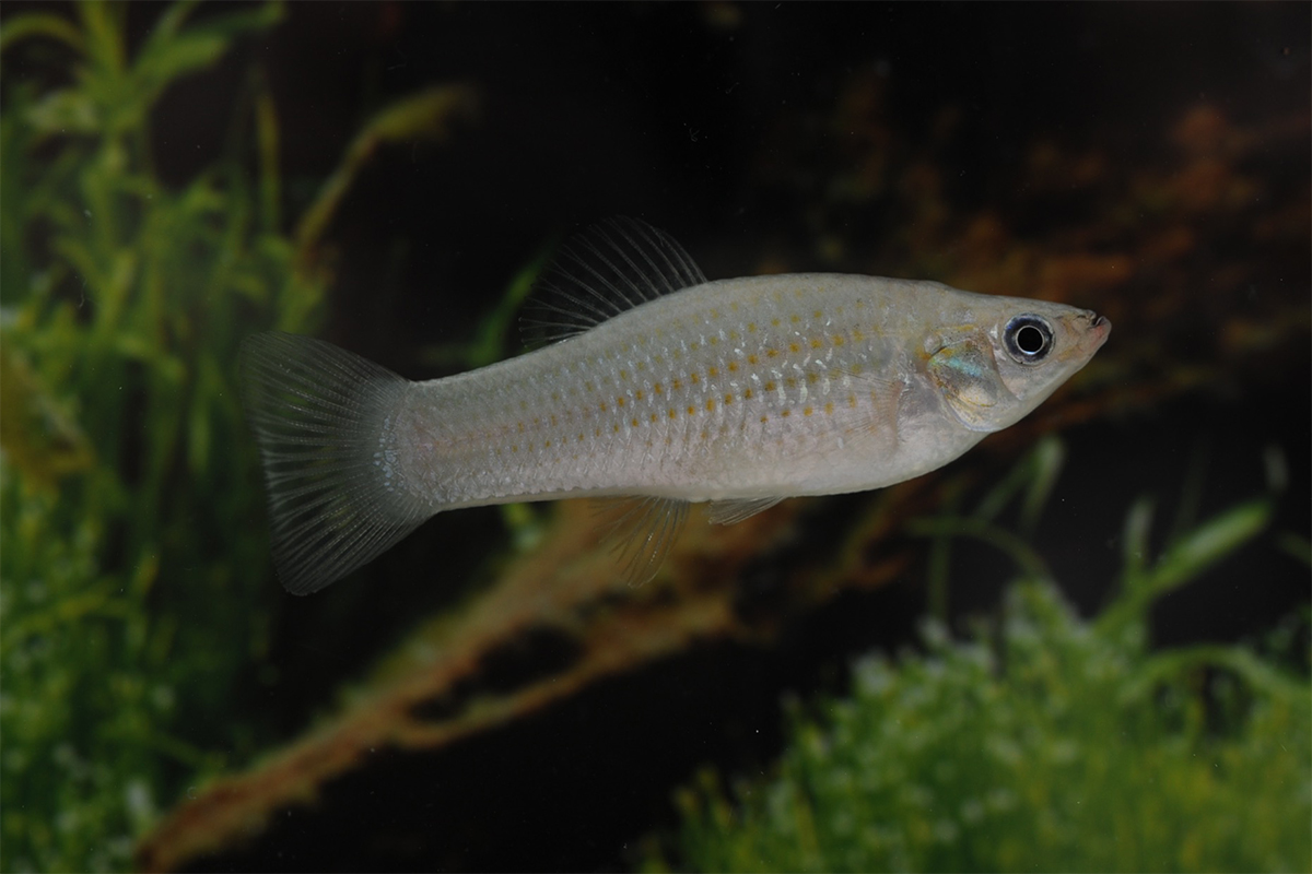 Despite odds, fish species that bypasses sexual reproduction is thriving –  Washington University School of Medicine in St. Louis