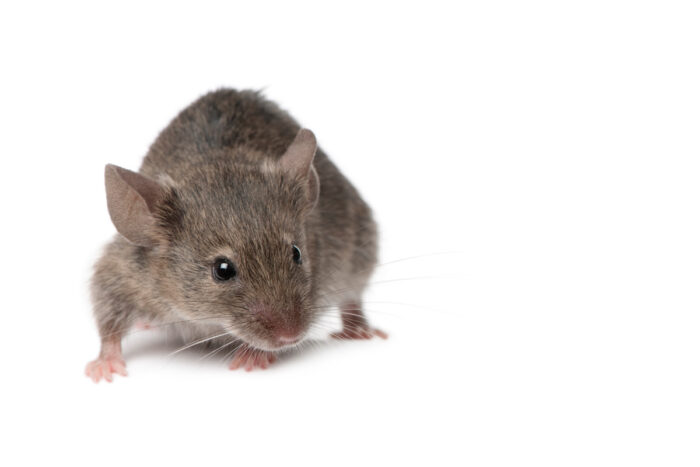 Scientists gave old mice blood of the young and it made them live longer  and look younger – Washington University School of Medicine in St. Louis